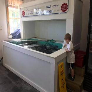 Color Photo of Lobster Tank in Store with Child looking in over the edge